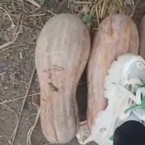 秘本南瓜，老南瓜