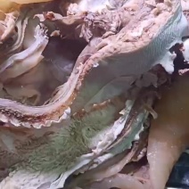【品质保障】清真水煮全熟牛头肉量大优惠可视频看货