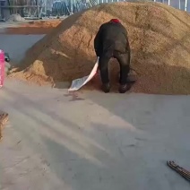农家肥种植水稻稻花香二号