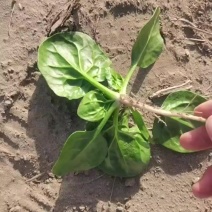 南通海门趴地菠，大量有货，量大从优。价格合理。质量保证。