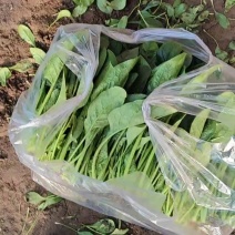 精品大叶菠菜