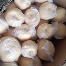 乾县山地光果酥梨上了保鲜袋