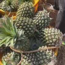 今天摘果，看懂你就来