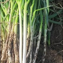 山东大葱