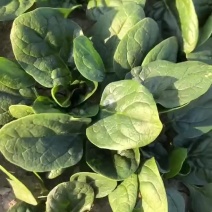 趴地小菠菜