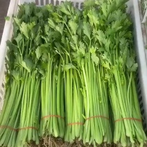 精品芹菜