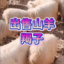 辽宁绒山羊50~70kg