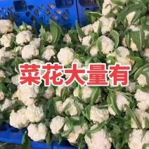 青梗白面有机菜花