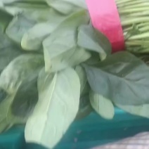 菠菜