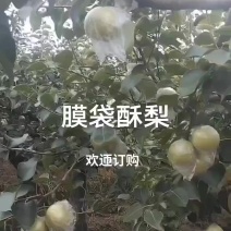 膜袋酥梨