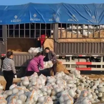 短型水果冬瓜按需分拣大量供货