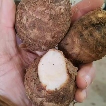 芋头豆包芋头，8520毛芋头，软糯香甜，芋头种子货源充足