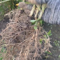 药用山栀子起苗中