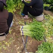 小香芹