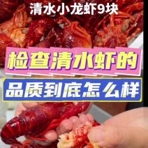 #亲自做美食清水小龙虾9块，潜江柳伍清水小龙虾，湖北潜江稻