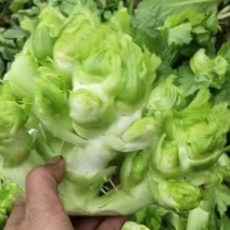 儿菜大量上市