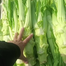 棒棒菜