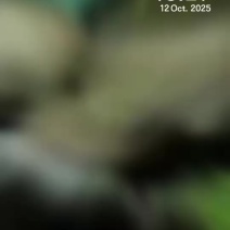环江香猪