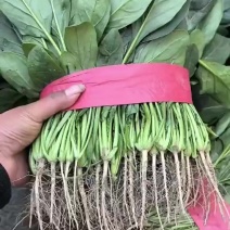 精品蔬菜