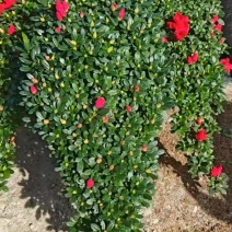 凤尾西洋红宝石杜鹃花。