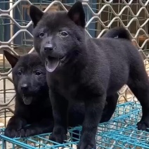 正宗五黑犬黑舌头虎头猫耳疫苗驱虫齐全上山打猎看家护院