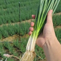 湛江无染色小葱专业做货质量保证大量供应
