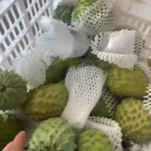 自家果园种植凤梨释迦，需要老板联系联系