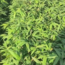 基地直供方头竹杯苗丛生杯苗量大价优