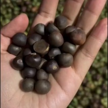 茶叶籽去皮茶籽
