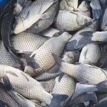 渔场直销鲫鱼，鳊鱼，花鲢，草鱼，各种垂钓用成品鱼和鱼苗，