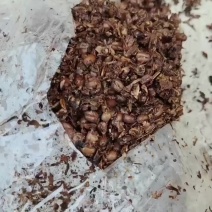 羊肚菌营养包出售一手货源视频看货量大优惠