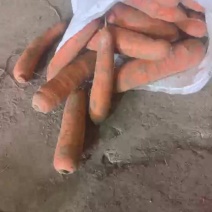 三红胡萝卜，新疆精品胡萝卜，冷库出货，欢迎订购
