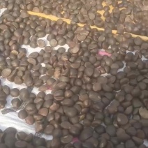 广西茶籽，油茶籽，茶籽果