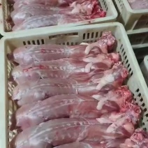 鲜兔批发。全国都可以发