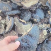 黑灵芝