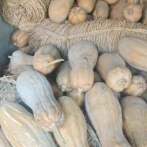 蜜本南瓜