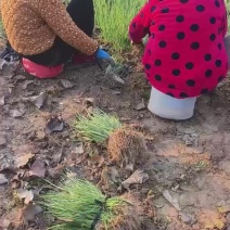 优质红皮洋葱苗，洋葱苗基地直发，抗病能力强，产量高，可视