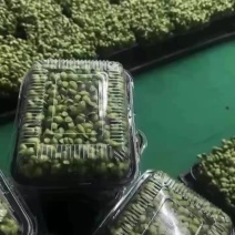 黑豆苗