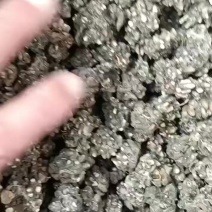 中药材猫爪草