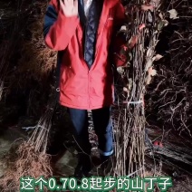 0.70.8起步大山丁子苗