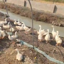三花土肥大白鹅