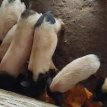 巴马小香猪