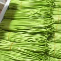 全嫩芦蒿已也上线欢迎新老客户采购