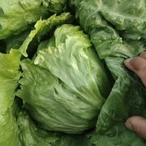 球生菜