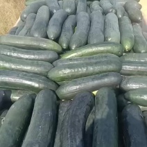 大量收，精品，地冬瓜