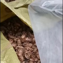 蝉蜕，大壳子，通货，一手货源
