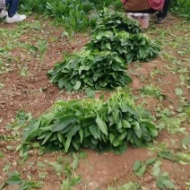 菠菜