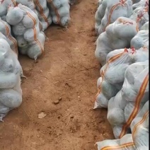 短型水果冬瓜。按需分拣大量供货