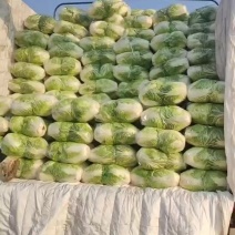 邯郸精品大白菜大量有货。有需要的老板联系了。