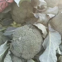 品西兰花